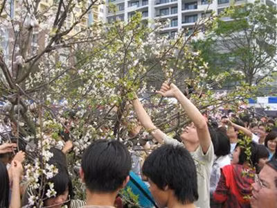 Lễ hội hoa anh đào Nhật Bản diễn ra ngày 6/4/2008 tại Triển lãm Giảng Võ đã thu hút hàng nghìn người dân tới chiêm ngưỡng. Đáng buồn là ngay khi Lễ hội còn chưa kết thúc, 3 cây hoa anh đào tươi chuyển từ Nhật Bản sang đã bị đám đông vặt trụi đến trơ gốc. Ảnh : Phan Kiền.