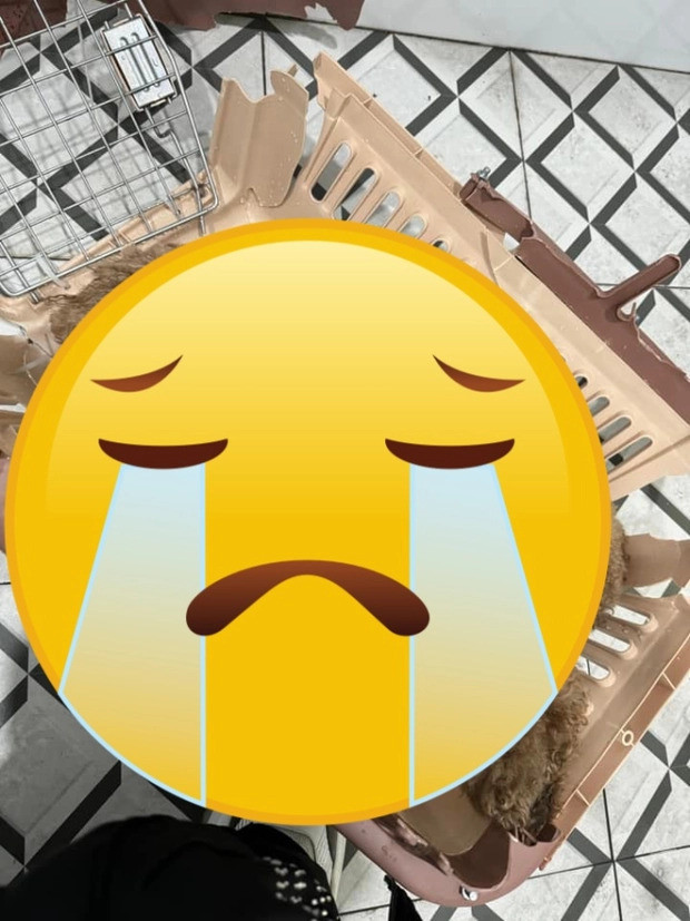 Sau khi đến nhà kho, Châu Bùi nhận thấy lồng của Bí đã biến dạng do bị đè nặng, bản thân Bí do không thể nào thoát khỏi lồng nên đã không qua khỏi.