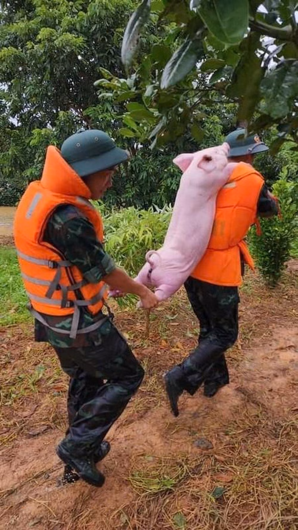 Những hình ảnh đáng yêu viral khắp mạng xã hội. Ảnh: Tổng hợp từ Facebook.