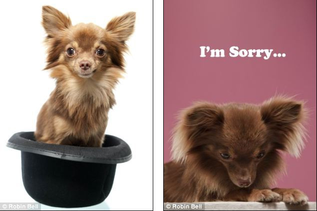 Ứng cử viên sáng giá nhất: chú chó Lucky nhỏ bé