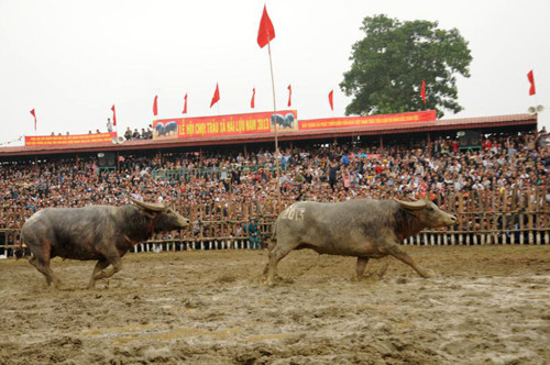 Chung cuộc, phần thắng đã thuộc về trâu số 10