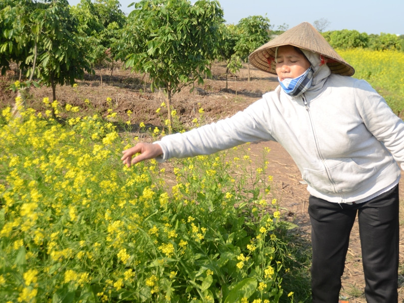 Một chủ vườn cải giới thiệu về vườn cả của mình cho khách tham quan. Một chủ vườn cải giới thiệu về vườn cả của mình cho khách tham quan