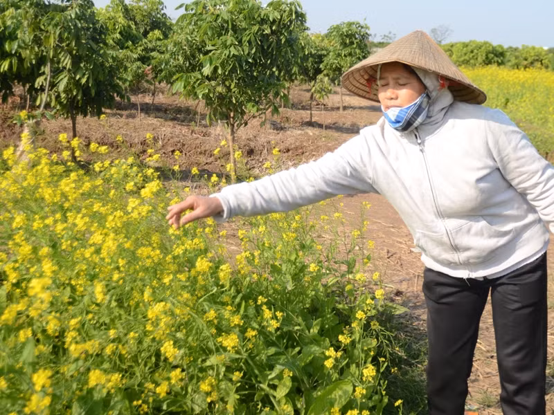 Một chủ vườn cải giới thiệu về vườn cả của mình cho khách tham quan. Một chủ vườn cải giới thiệu về vườn cả của mình cho khách tham quan