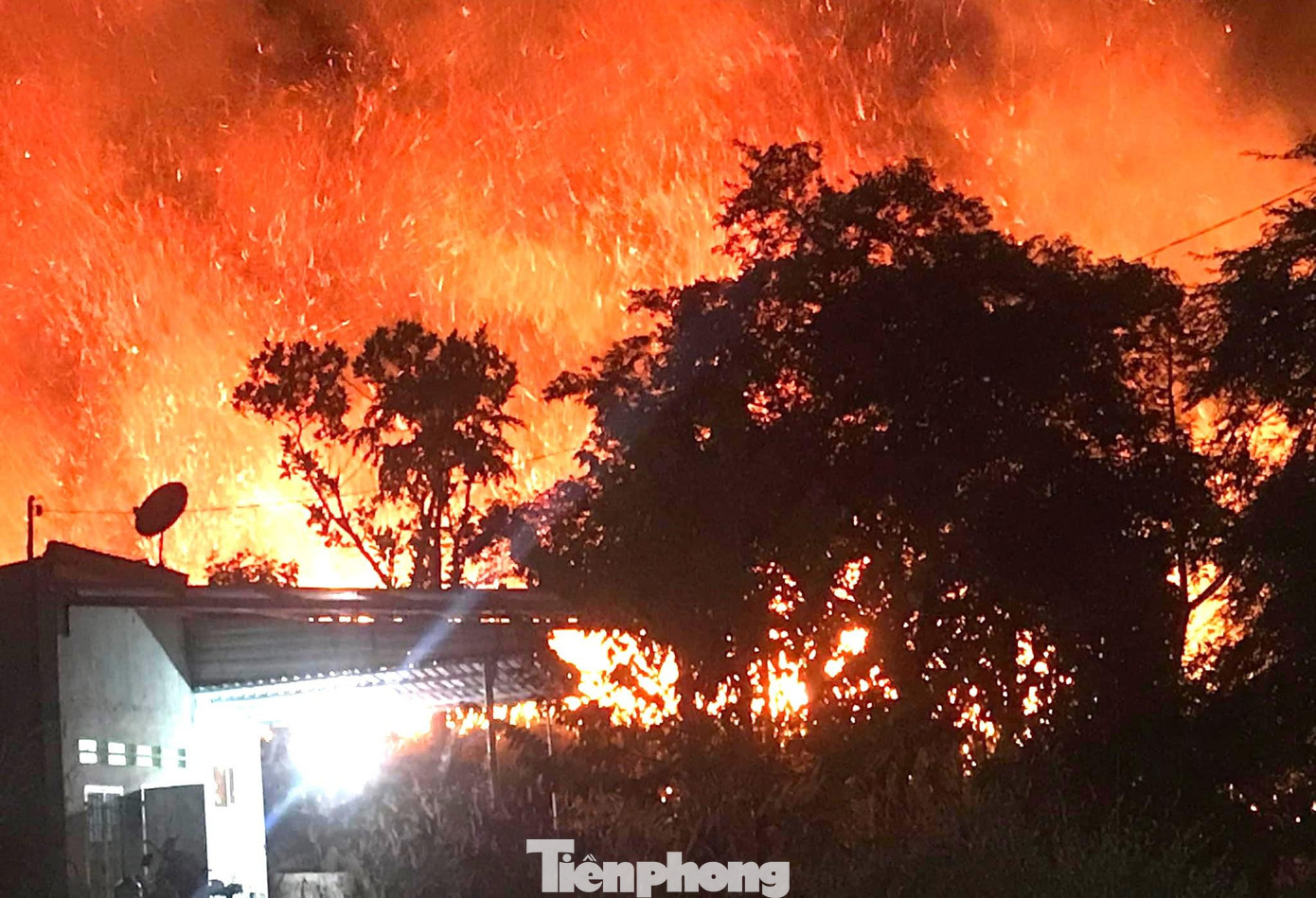 Vườn mía ngay cạnh một nhà dân Vườn mía ngay cạnh một nhà dân