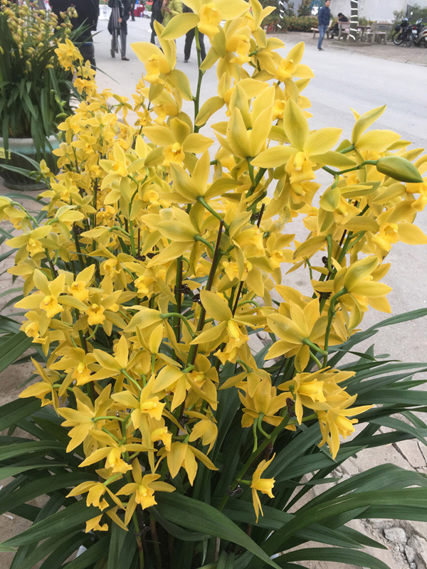 Hội chợ hoa xuân Mậu Tuất 2018: Độc đáo hoa lay ơn xanh ảnh 3