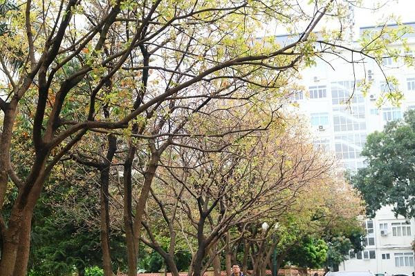 Đứng hình trước vẻ đẹp đầy mộng mơ ở khuôn viên trường ĐH ảnh 2