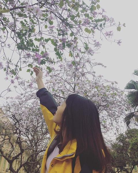 Sinh viên 'phát sốt' với hoa ban bung nở khắp sân trường ảnh 4