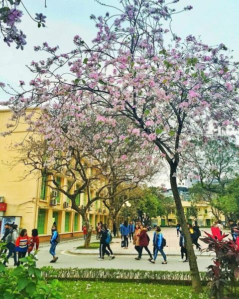 Sinh viên 'phát sốt' với hoa ban bung nở khắp sân trường ảnh 1