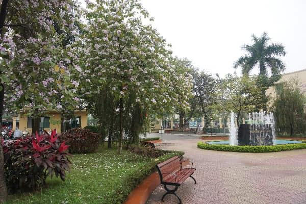 Sinh viên 'phát sốt' với hoa ban bung nở khắp sân trường ảnh 6