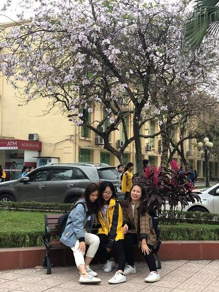 Sinh viên 'phát sốt' với hoa ban bung nở khắp sân trường ảnh 3