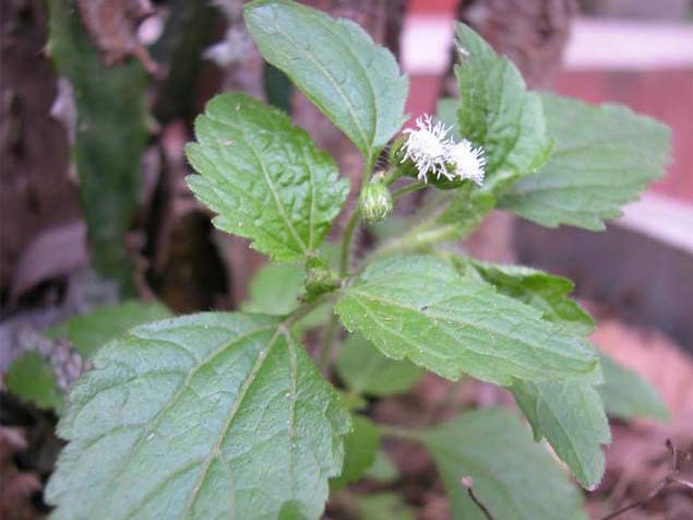 Cây hoa cứt lợn