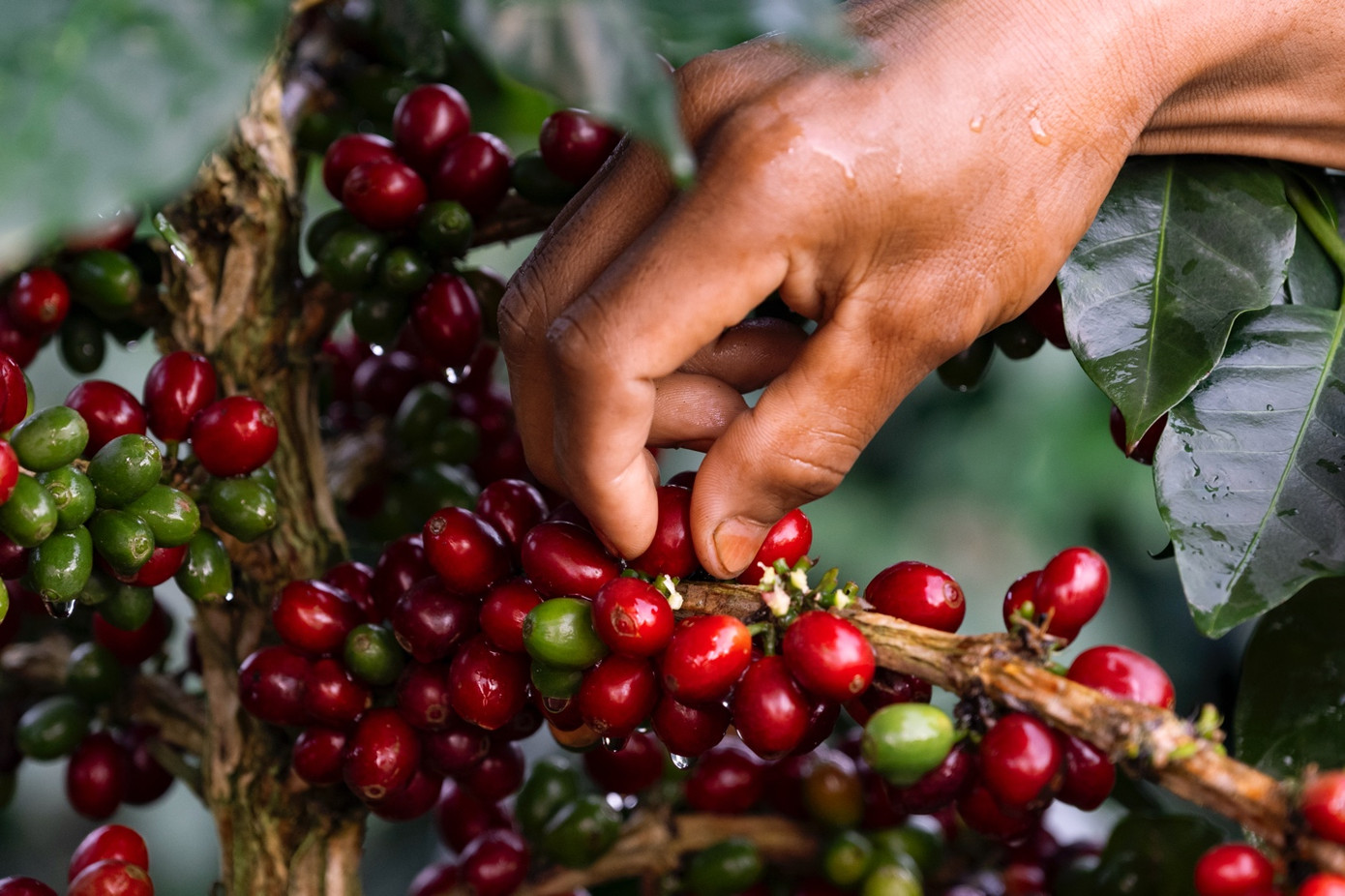 Quá trình thu hoạch cà phê tại một nông trại, nơi những quả cà phê chín được thu hái cẩn thận trước khi mang sấy khô và rang