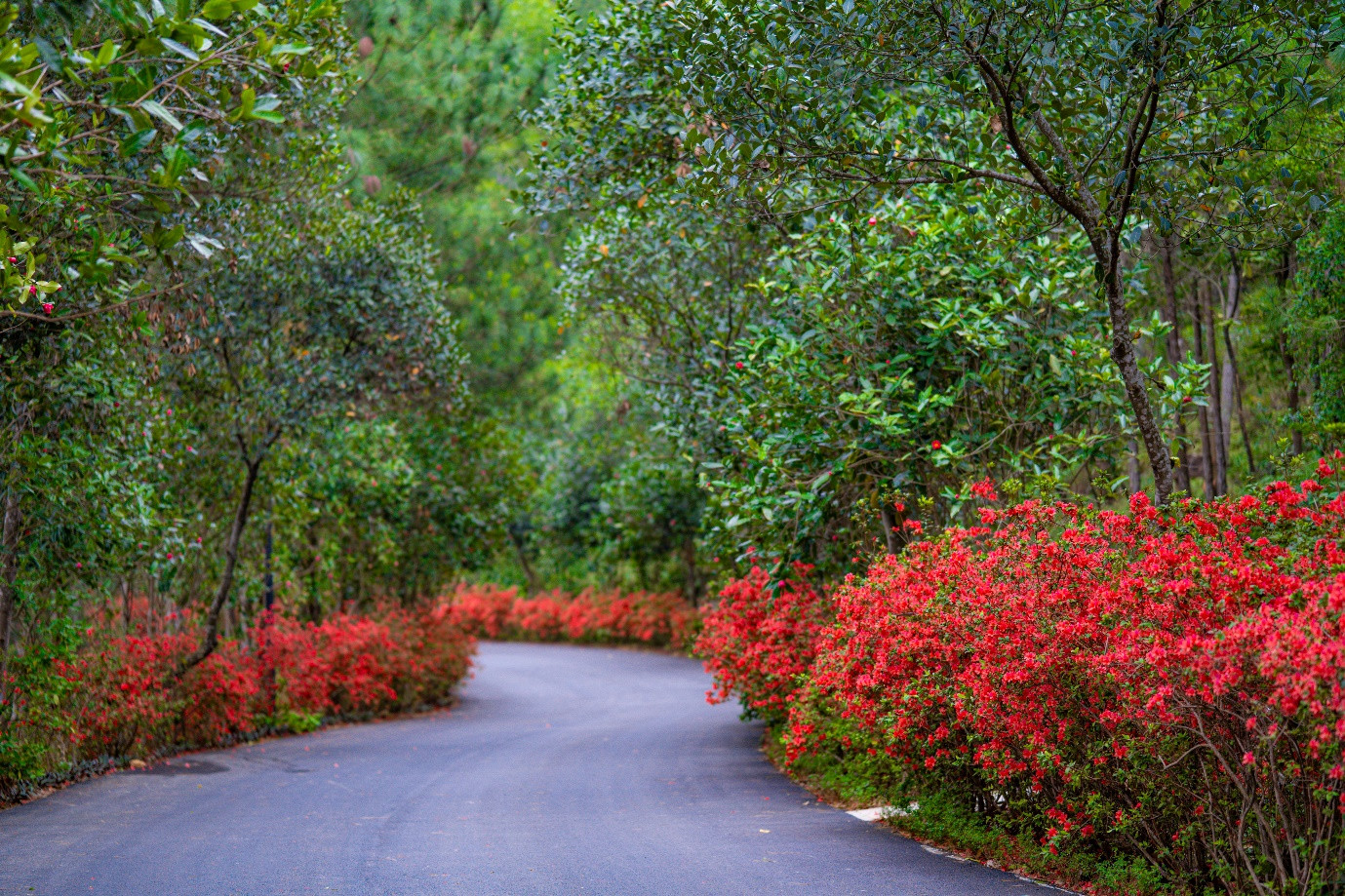 Con đường hoa đỗ quyên và hải đường rực rỡ được chụp thực tế tại Thanh Xuan Valley. Ảnh: BIM Land