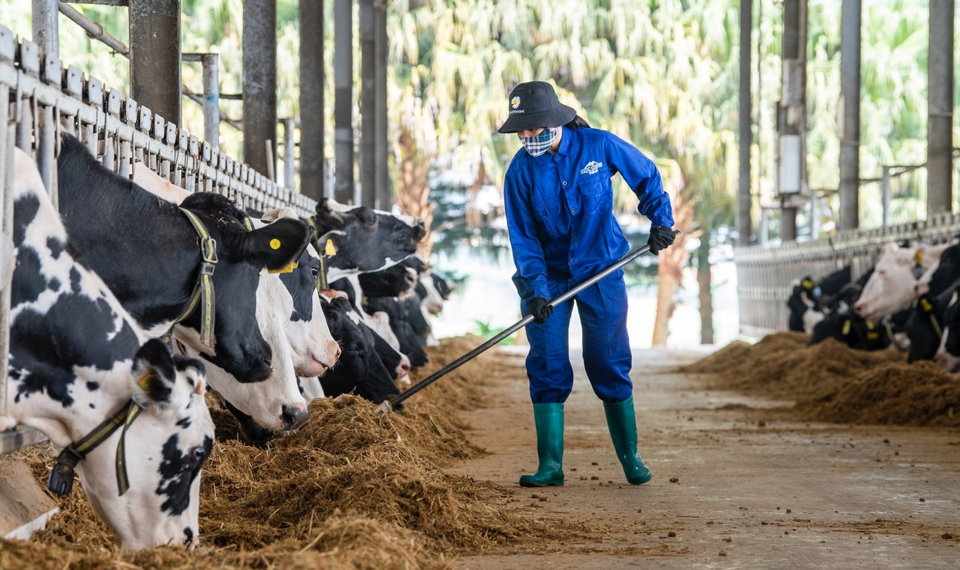 Mộc Châu Milk tự hào là doanh nghiệp gắn kết bền chặt với người nông dân, tạo ra giá trị cao nhất cho sản phẩm của họ. Mộc Châu Milk tự hào là doanh nghiệp gắn kết bền chặt với người nông dân, tạo ra giá trị cao nhất cho sản phẩm của họ.