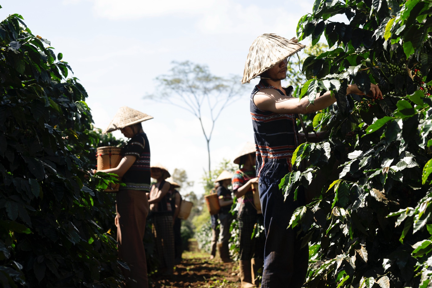 Như một kho báu ẩn giấu được khai mở từ vỏ cà phê, trà Cascara không chỉ mang giá trị dinh dưỡng và lợi ích sức khỏe vượt trội mà còn mở ra lối đi bền vững, đánh dấu bước ngoặt mới cho ngành cà phê.