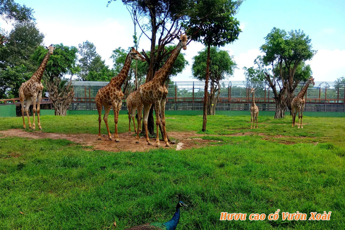 Cho Hươu Ăn – Những Trải Nghiệm Có 1-0-2 Ở Sở Thú Vườn Xoài