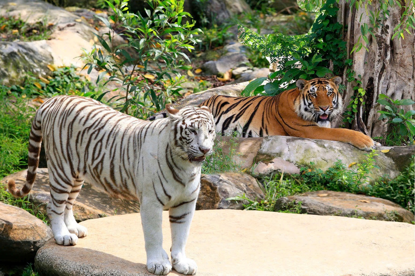 Gặp gỡ thế giới động vật hoang dã trong khuôn viên rộng lớn