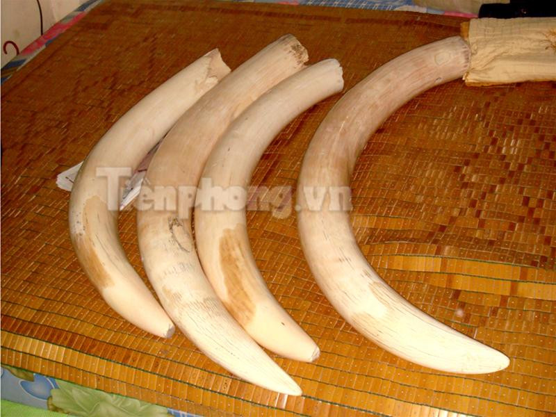 Con hổ bị xẻ làm đôi trong chiếc thùng đông lạnh cỡ lớn Chiếc đầu và một nửa khác của con hổ thứ hai vứt trong góc nhà bẩn thỉu 2 miếng thịt hổ lớn vứt trong nhà vệ sinh, một miếng nằm ngay trên bệ xí Hai nồi cao khỉ được nấu công khai ở sân khu tập thể Đĩa đựng óc và cặp mắt hổ Nồi cao khỉ đang được nấu Bộ da hổ còn nguyên đựng trong thùng đông lạnh thứ hai Lực lượng công an thẩm vấn những đối tượng liên quan 4 chiếc ngà voi bị thu giữ Bộ da hổ nhồi cùng 2 đầu hươu còn nguyên sừng Con hổ bị xẻ làm đôi trong chiếc thùng đông lạnh cỡ lớn Chiếc đầu và một nửa khác của con hổ thứ hai vứt trong góc nhà bẩn thỉu 2 miếng thịt hổ lớn vứt trong nhà vệ sinh, một miếng nằm ngay trên bệ xí Hai nồi cao khỉ được nấu công khai ở sân khu tập thể Đĩa đựng óc và cặp mắt hổ Nồi cao khỉ đang được nấu Bộ da hổ còn nguyên đựng trong thùng đông lạnh thứ hai Lực lượng công an thẩm vấn những đối tượng liên quan 4 chiếc ngà voi bị thu giữ Bộ da hổ nhồi cùng 2 đầu hươu còn nguyên sừng