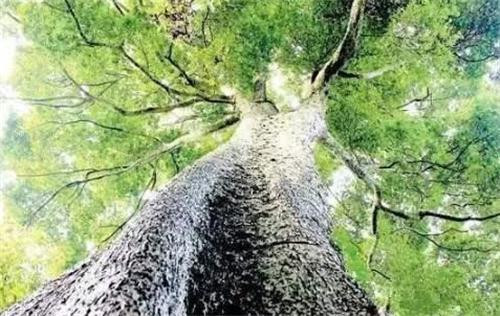 Trinh nam được coi là một loại gỗ hiếm nhất, quý và đẹp nhất.