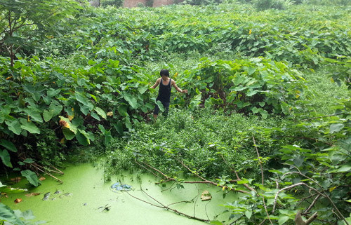 Nhiều người xuống khu ruộng trũng khua khoắng để tìm tên trộm. Ảnh: Phương Sơn