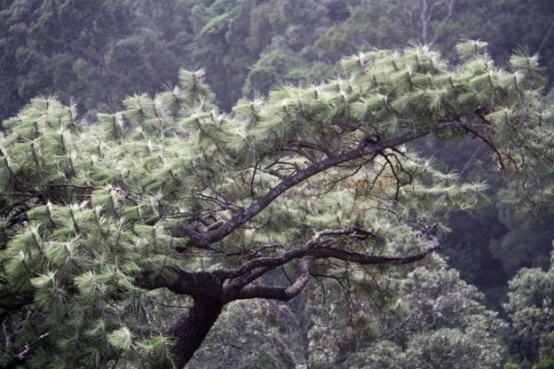 Những cụ thông “bạc đầu” vì thời gian