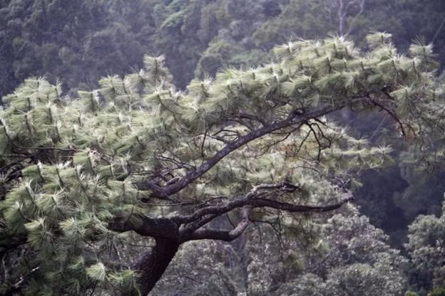 Những cụ thông “bạc đầu” vì thời gian