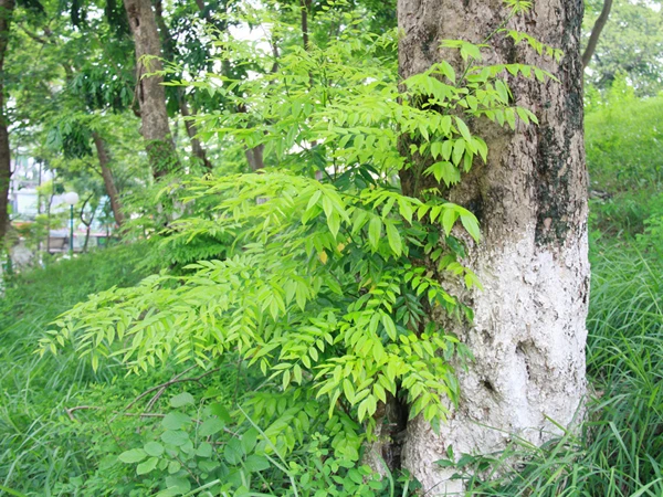 Trong công viên Thống Nhất - (Hà Nội), sưa vẫn nơm nớp