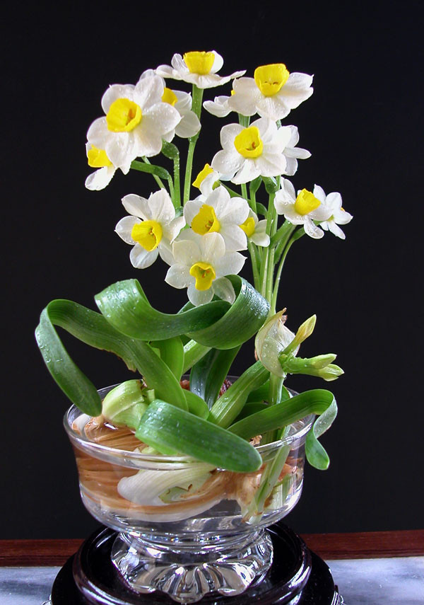 Những loại cây trồng trong nhà nguy hại nếu trẻ nhỏ lỡ ăn phải ảnh 9