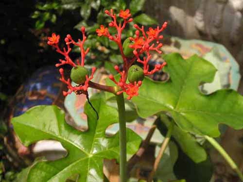 Những loại cây trồng trong nhà nguy hại nếu trẻ nhỏ lỡ ăn phải ảnh 1