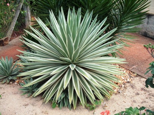 Những loại cây trồng trong nhà nguy hại nếu trẻ nhỏ lỡ ăn phải ảnh 13