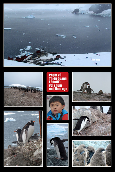 chùm ảnh về Nam Cực của cháu Phạm Vũ Thiều Quang 9 tuổi.
