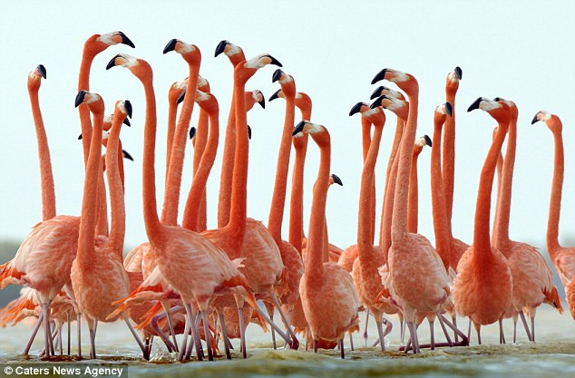 Những chú hồng hạc màu sắc sặc sỡ