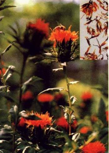  Hồng hoa tác dụng hoạt huyết, là vị thuốc trị chứng bốc hỏa kèm theo kinh nguyệt bế tắc, mặt nổi mụn, chân tay nặng nề...