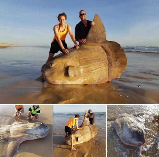 Dân mạng phát sốt với chú cá khổng lồ kỳ lạ trên bờ biển Úc ảnh 1
