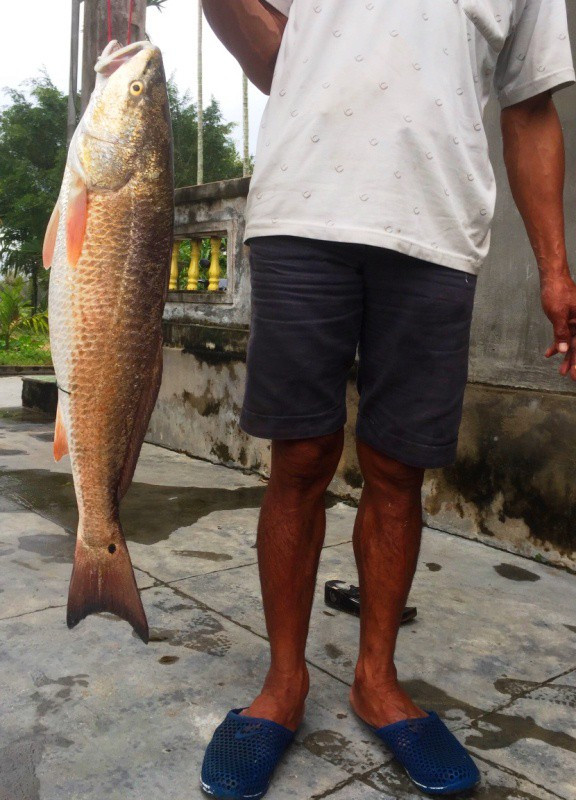 Cần thủ suýt làm thịt con cá nghi là sủ vàng quý hiếm ảnh 1