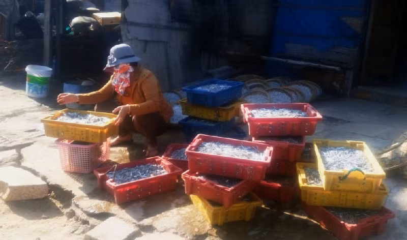 Đầu năm, ngư dân trúng đậm mẻ cá cơm ảnh 7