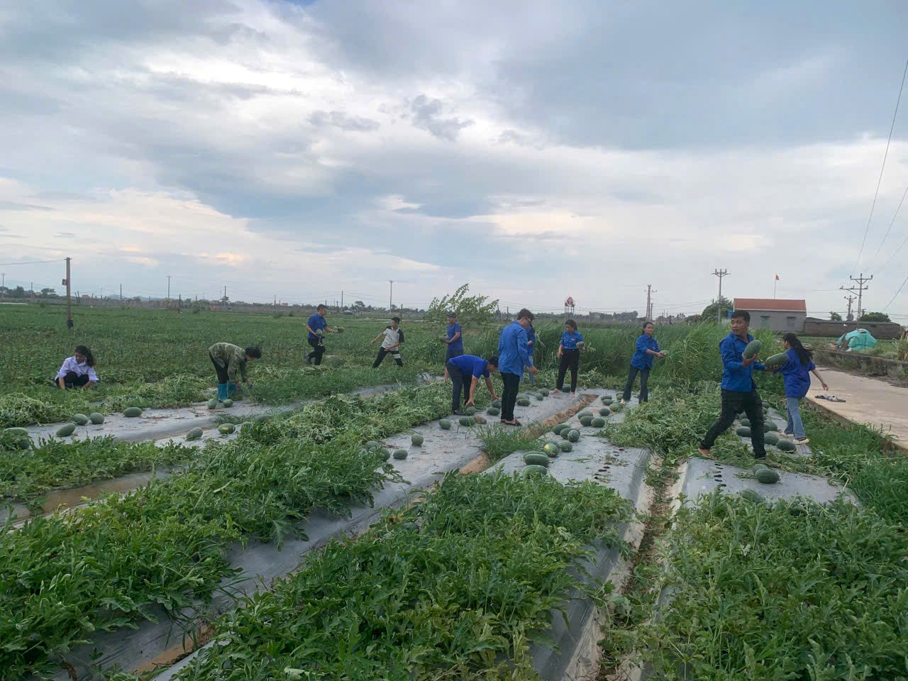 Đoàn viên, thanh niên TP Chí Linh hỗ trợ người dân thu hoạch dưa hấu trước khi bão về. Ảnh: TĐHD