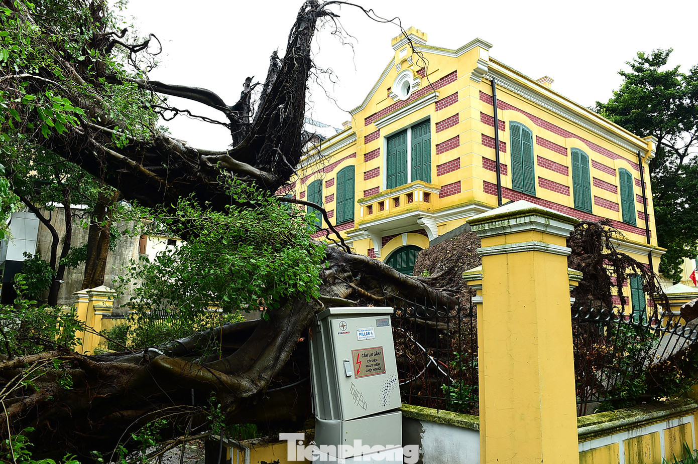 Cây lớn ở Hà Nội đổ rạp sau cơn bão YAGI. Ảnh: Xuân Tùng. Cây lớn ở Hà Nội đổ rạp sau cơn bão YAGI. Ảnh: Xuân Tùng.