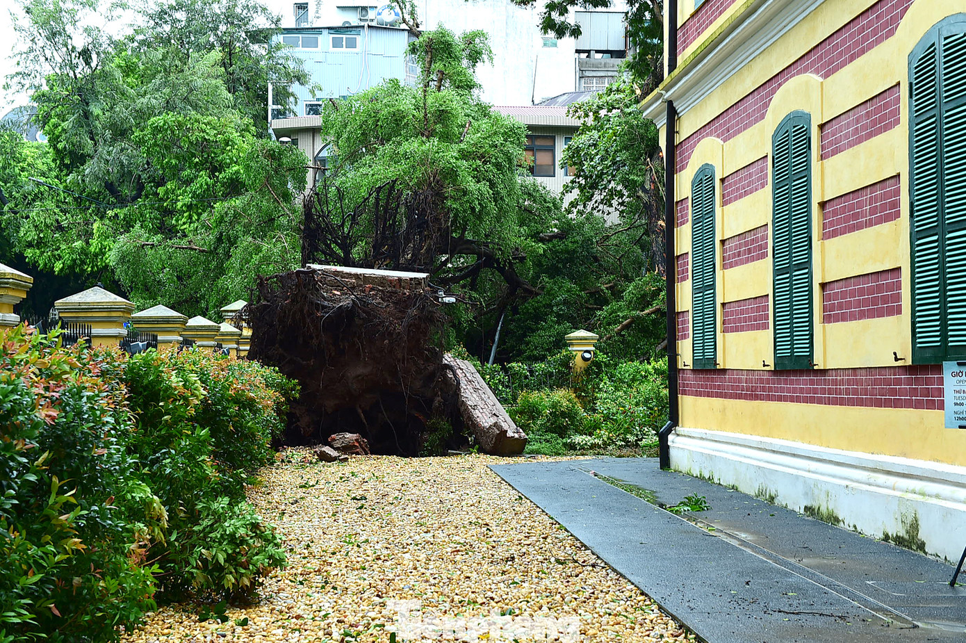 Tuy nhiên, bão YAGI (bão số 3) mang theo mưa lớn và gió mạnh đã cuốn đổ bóng dáng um tùm của cây si quen thuộc trong khuôn viên biệt thự cổ này.
