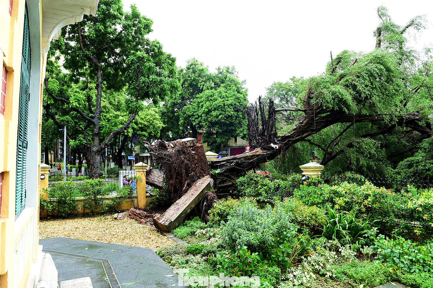 Theo người trông coi căn biệt thự này, cây si bật gốc ngay trong những đợt gió đầu tiên của bão YAGI.