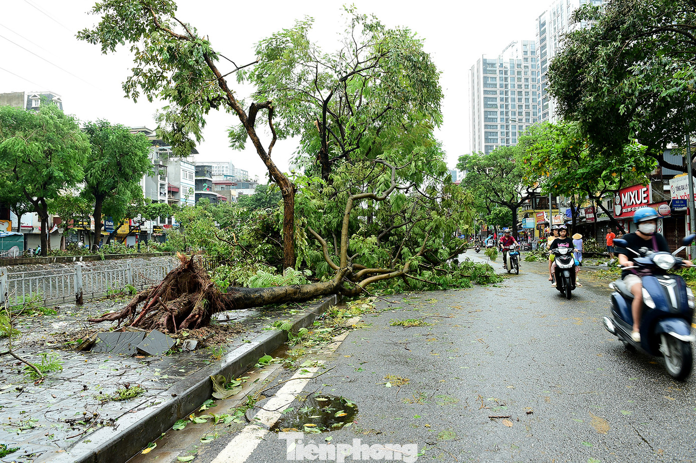 Nhiều cây trên trục đường Tam Trinh đổ gãy. Nhiều cây trên trục đường Tam Trinh đổ gãy.