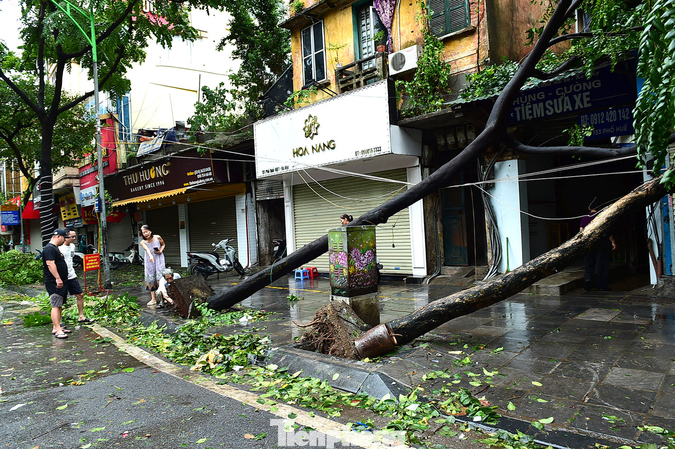 Cây đổ trên phố Huế Cây đổ trên phố Huế