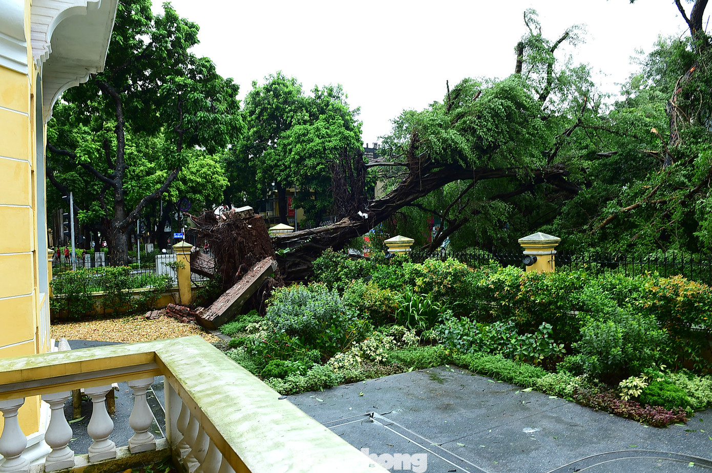 Theo người trông coi căn biệt thự này, cây si bật gốc ngay trong những đợt gió đầu tiên của bão YAGI.