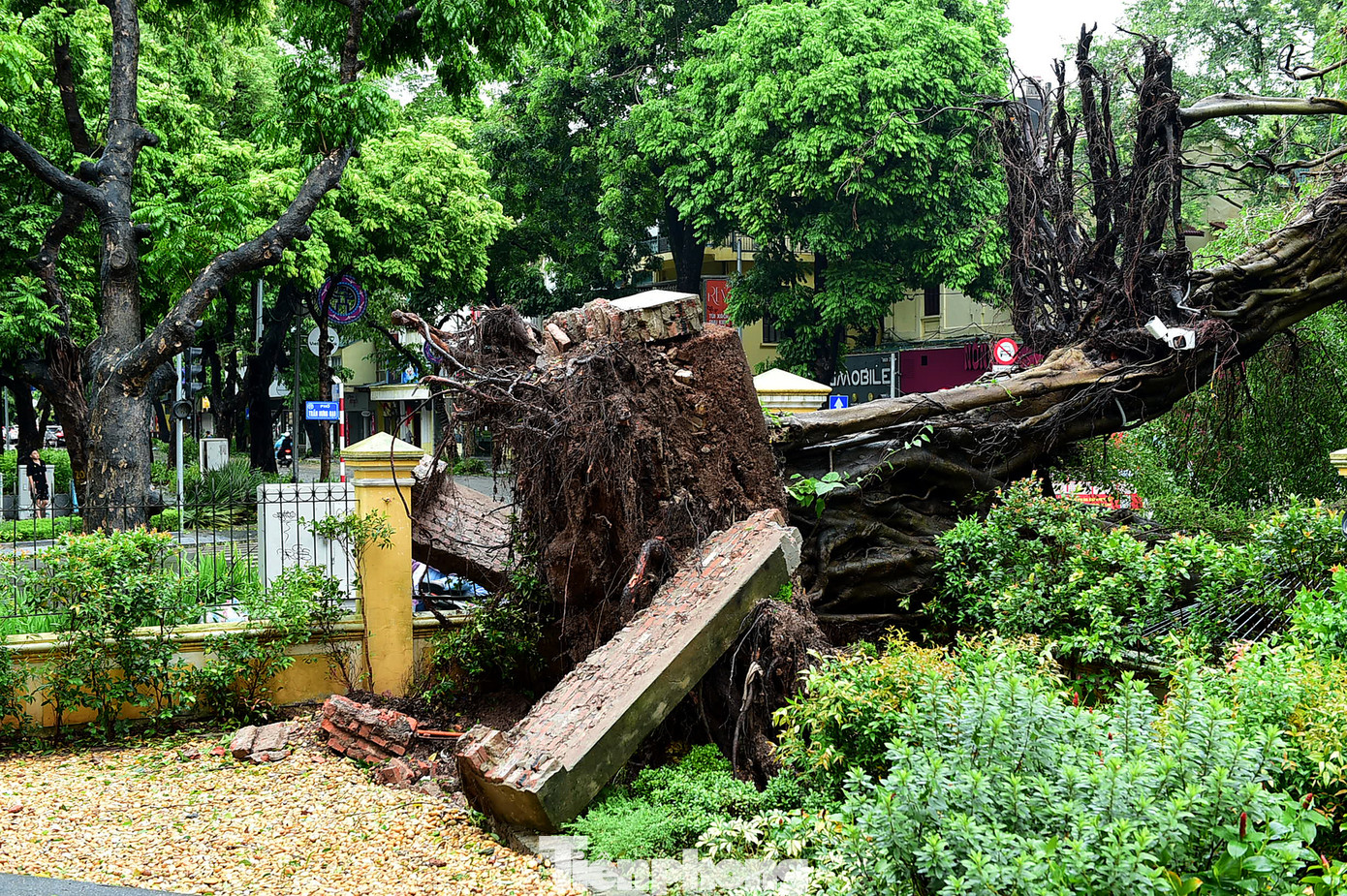 Theo người trông coi căn biệt thự này, cây si bật gốc ngay trong những đợt gió đầu tiên của bão YAGI.