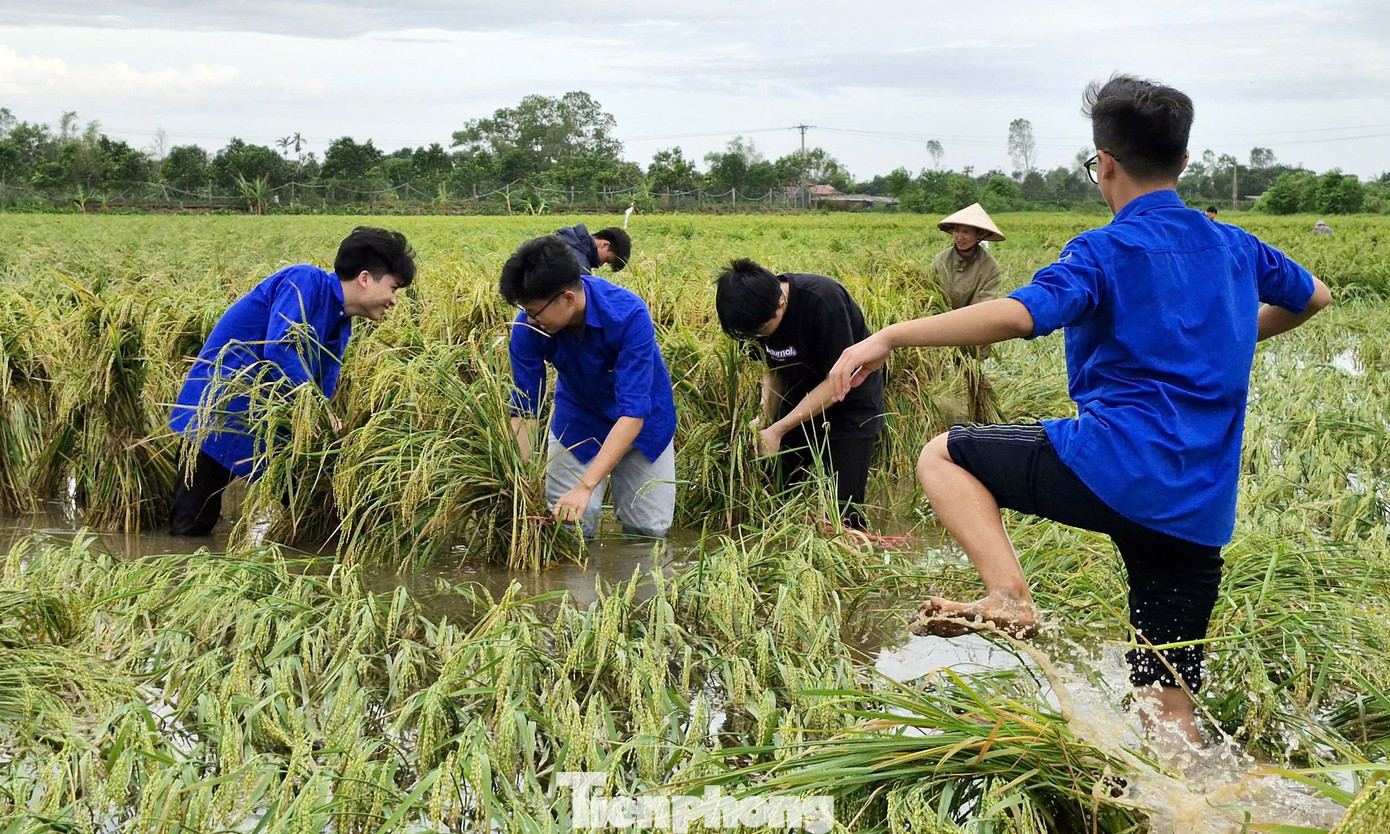 Đoàn viên, thanh niên lội ruộng nước buộc những túm lúa bị đổ rạp do bão lên, giúp lúa tránh bị thối, nảy mầm. Ảnh: TĐTB Đoàn viên, thanh niên lội ruộng nước buộc những túm lúa bị đổ rạp do bão lên, giúp lúa tránh bị thối, nảy mầm. Ảnh: TĐTB