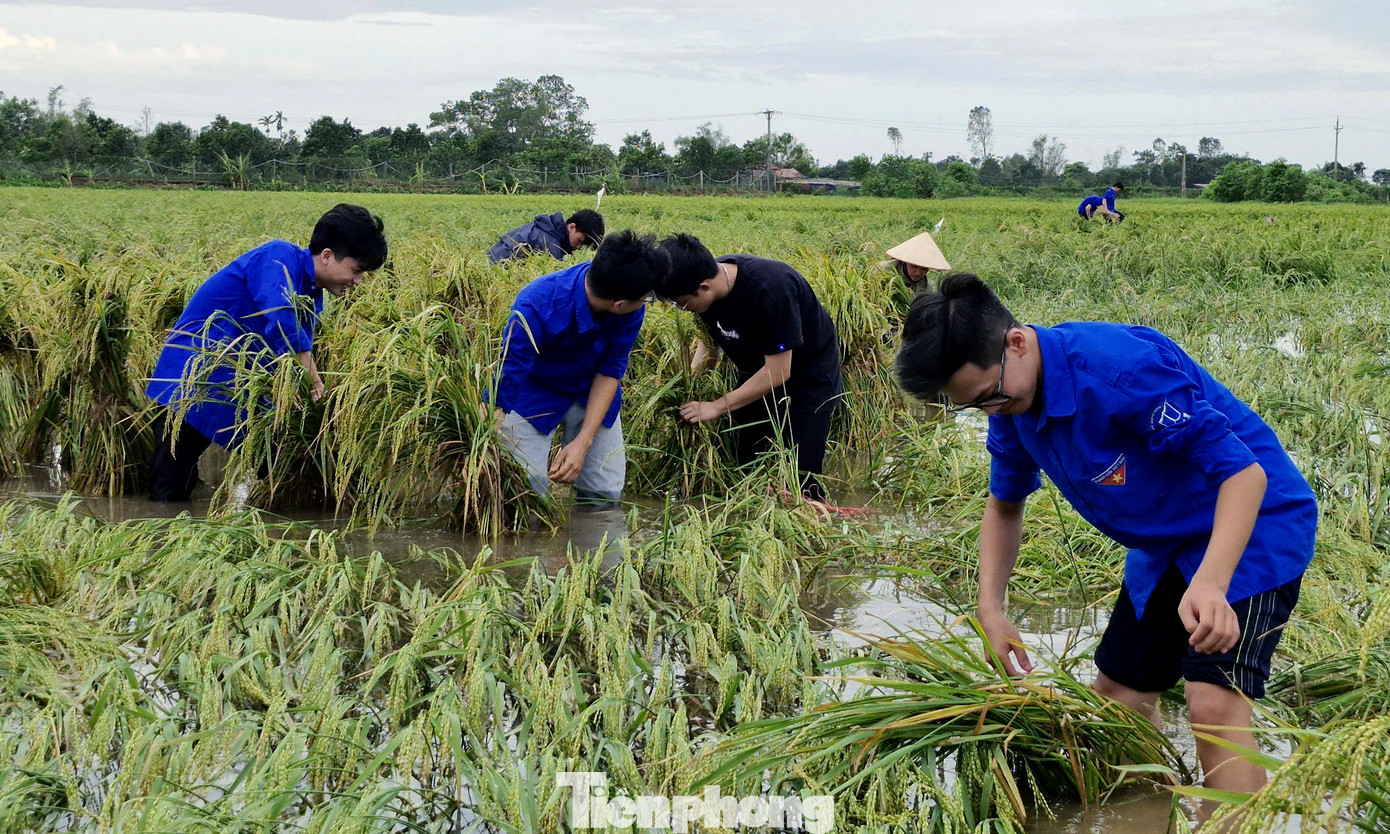 Đoàn viên, thanh niên lội ruộng nước buộc những túm lúa bị đổ rạp do bão lên, giúp lúa tránh bị thối, nảy mầm. Ảnh: TĐTB Đoàn viên, thanh niên lội ruộng nước buộc những túm lúa bị đổ rạp do bão lên, giúp lúa tránh bị thối, nảy mầm. Ảnh: TĐTB
