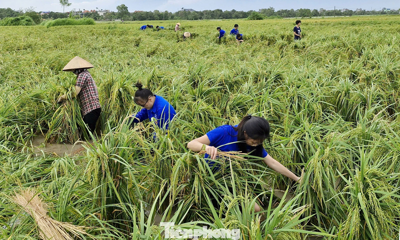 Đoàn viên, thanh niên lội ruộng nước buộc những túm lúa bị đổ rạp do bão lên, giúp lúa tránh bị thối, nảy mầm. Ảnh: TĐTB Đoàn viên, thanh niên lội ruộng nước buộc những túm lúa bị đổ rạp do bão lên, giúp lúa tránh bị thối, nảy mầm. Ảnh: TĐTB
