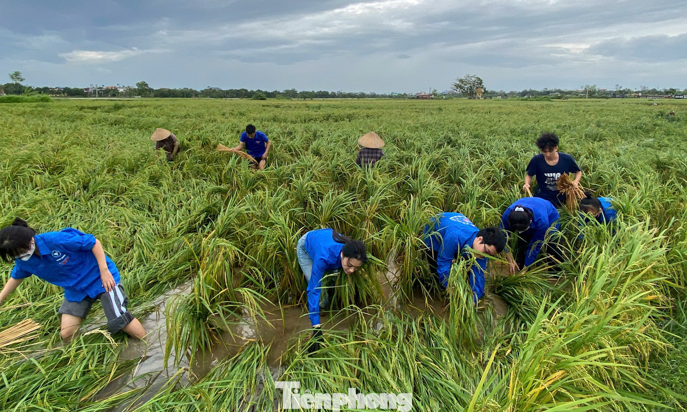 Các tình nguyện viên tham gia cứu lúa tại huyện Hưng Hà (Thái Bình). Ảnh: TĐTB Các tình nguyện viên tham gia cứu lúa tại huyện Hưng Hà (Thái Bình). Ảnh: TĐTB