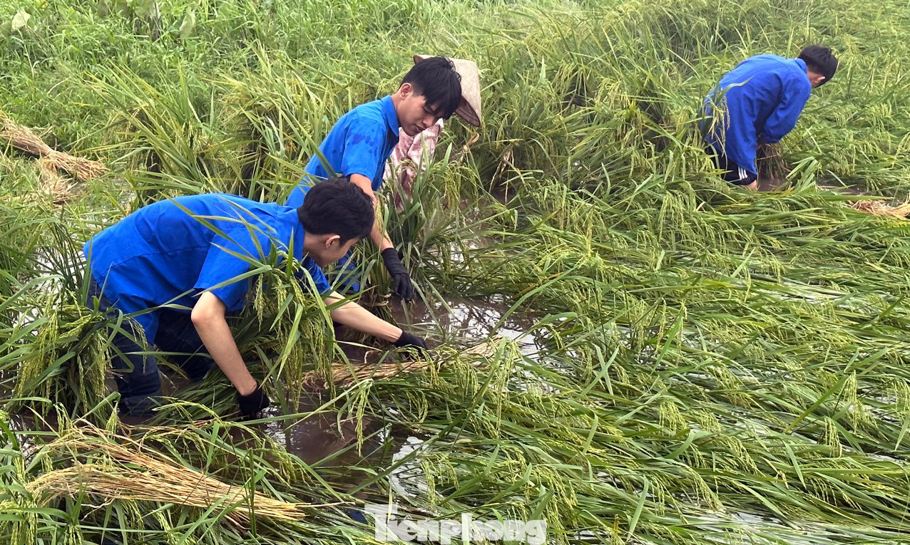 Đoàn viên, thanh niên lội ruộng nước buộc những túm lúa bị đổ rạp do bão lên, giúp lúa tránh bị thối, nảy mầm. Ảnh: TĐTB Đoàn viên, thanh niên lội ruộng nước buộc những túm lúa bị đổ rạp do bão lên, giúp lúa tránh bị thối, nảy mầm. Ảnh: TĐTB