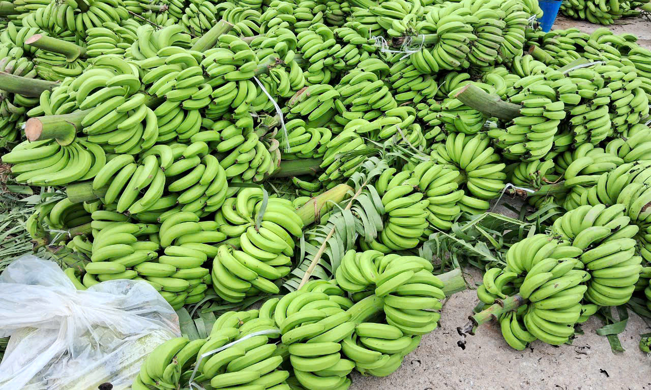 Mức giá hỗ trợ từ 50.000 - 70.000 đồng.